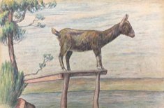 Goat Standing on Jetty