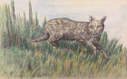 Wild Cat