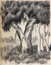 Gum Tree