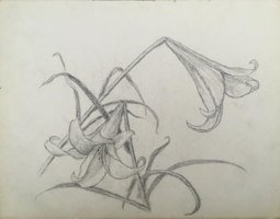 Lilies