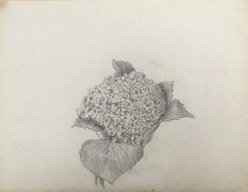 Hydrangea Flower