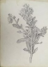 Stem of Flowering Stocks