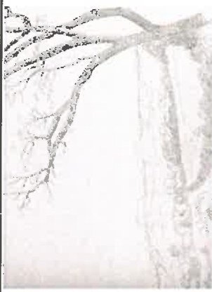 Landscape Study