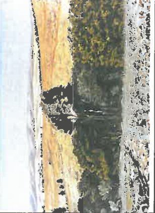 Landscape with Trees