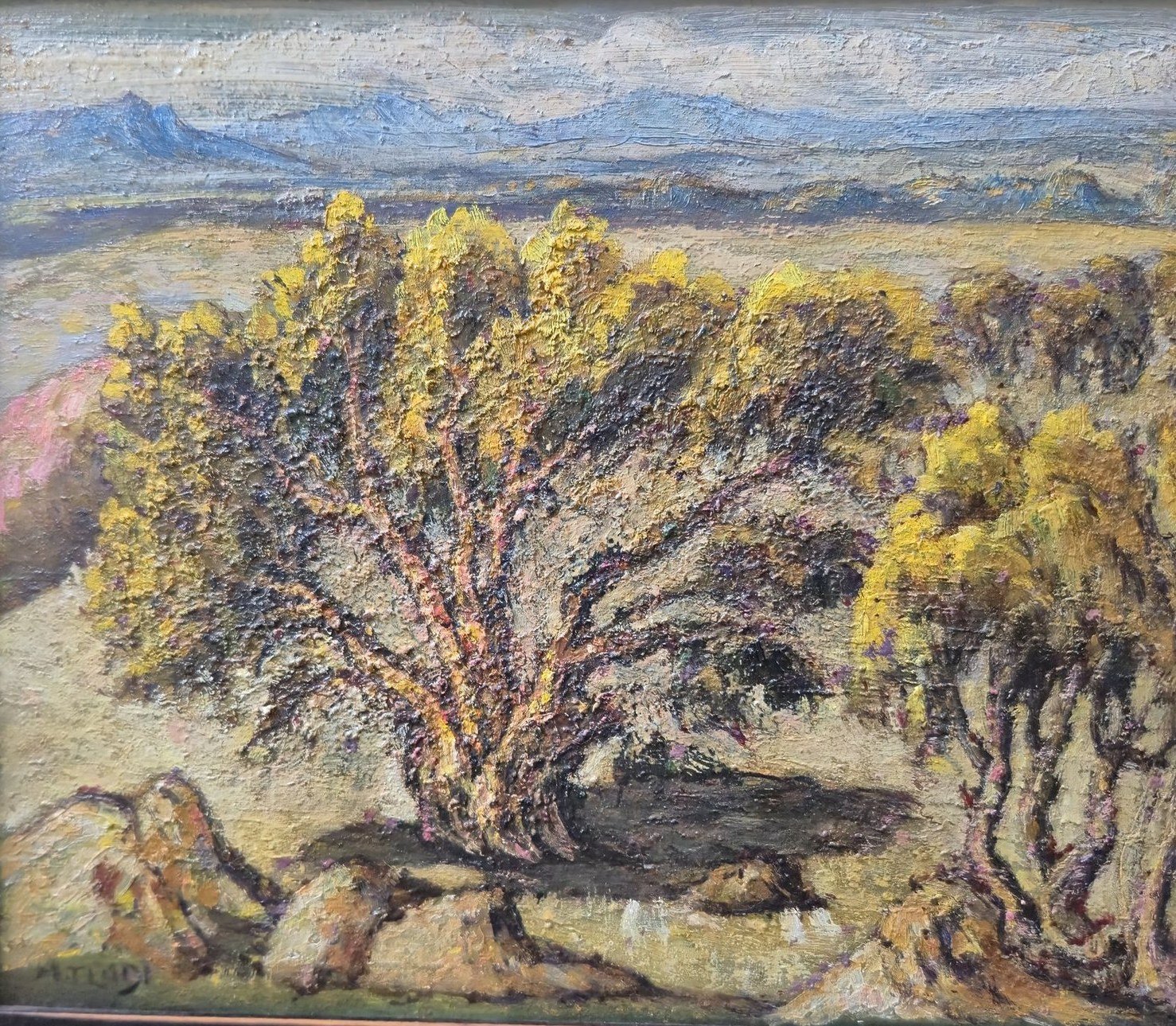 Yellow flowering tree