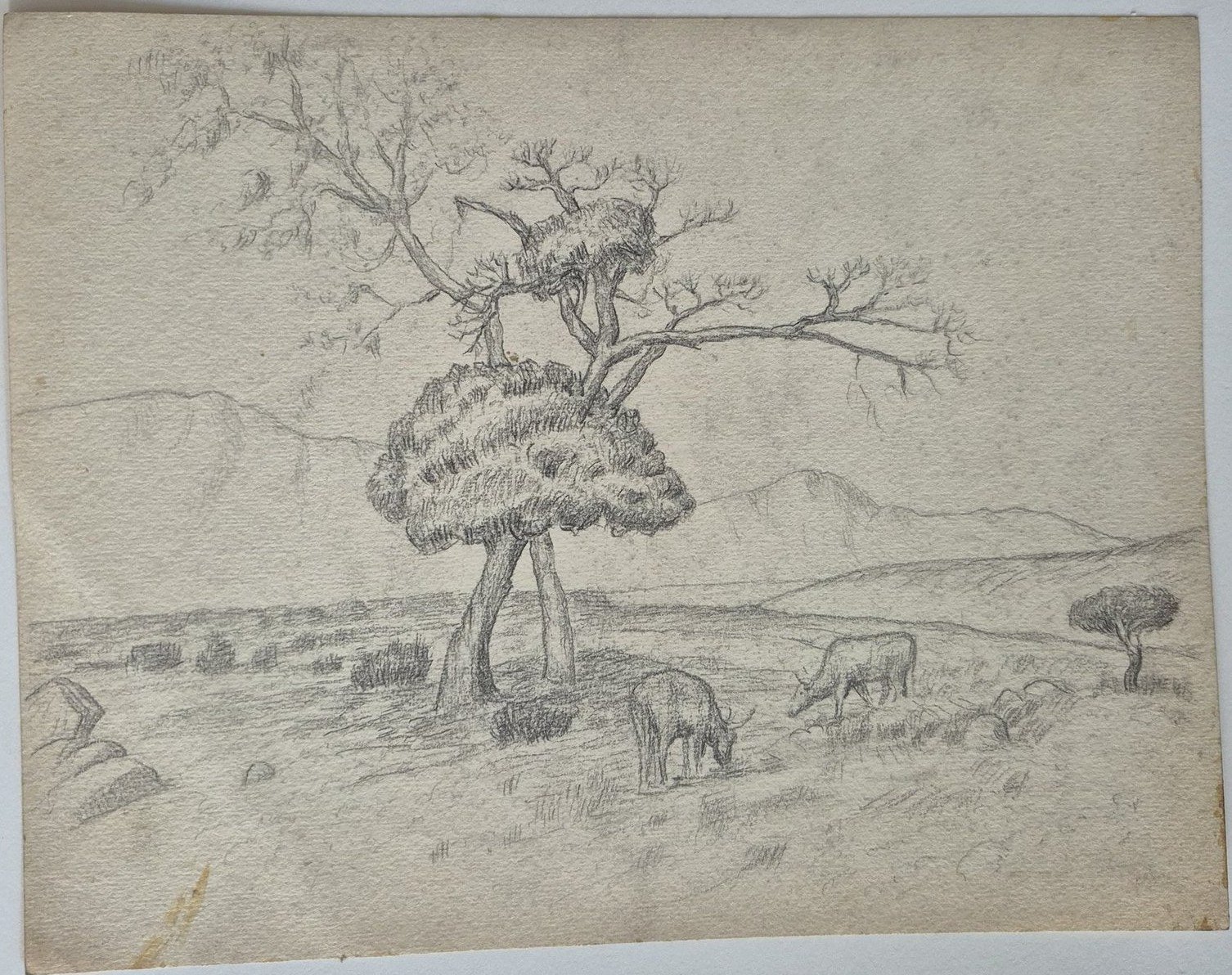 Pencil drawing